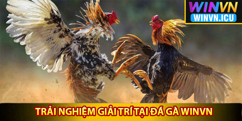 Điểm nổi bật khi trải nghiệm giải trí tại đá gà Winvn
