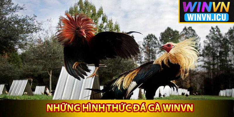 Những hình thức đá gà Winvn ưa chuộng nhất
